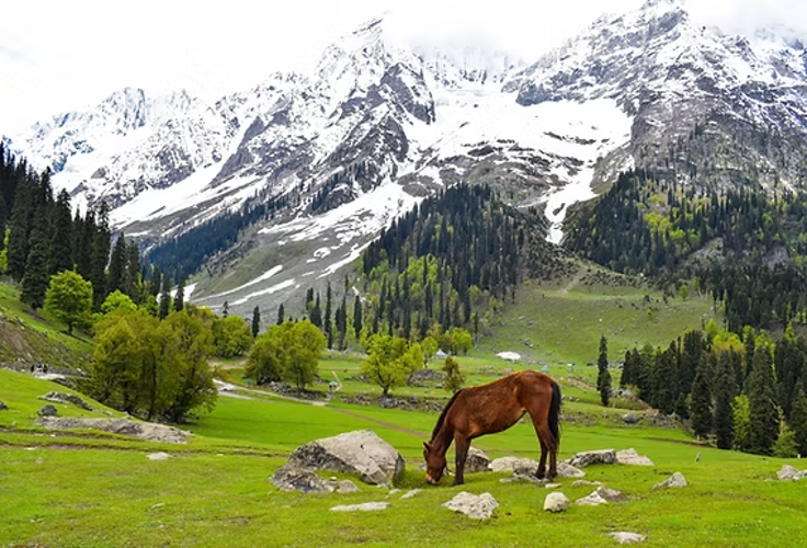 Unleash the Magic: Make My Trip to Srinagar